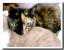 cats