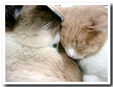 cats