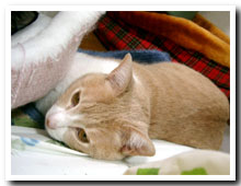 cats