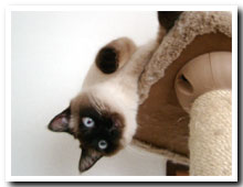 cats