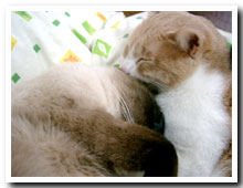 cats