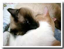 cats
