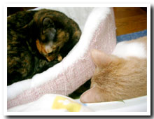 cats