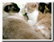 cats