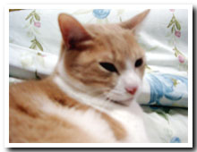cats