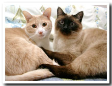 cats