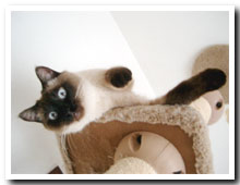 cats