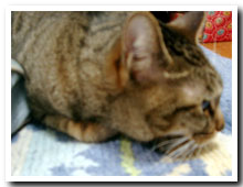 cats
