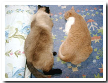 cats