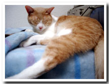 cats