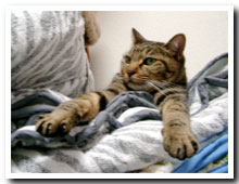 cats