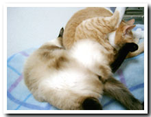 cats