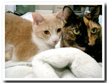 cats