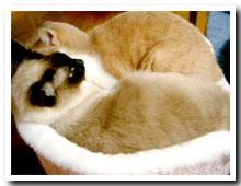 cats