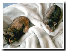 cats