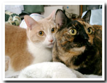 cats