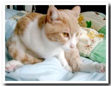 cats