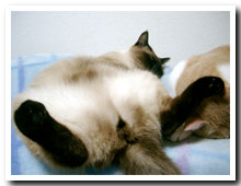 cats