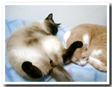 cats