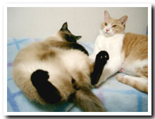 cats
