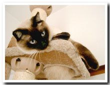cats