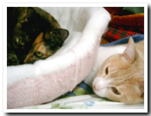 cats