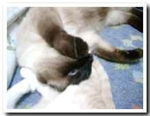 cats
