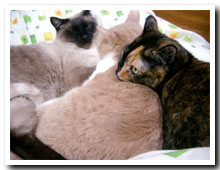 cats
