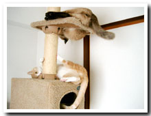 cats