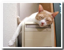 cats