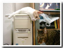 cats