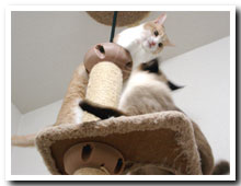 cats