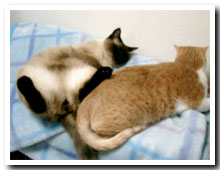 cats