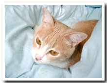 cats
