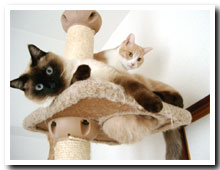 cats
