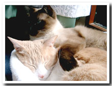 cats