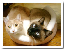 cats