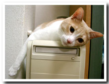 cats