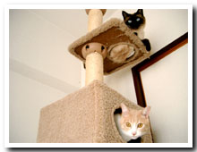 cats