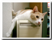 cats