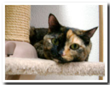 cats