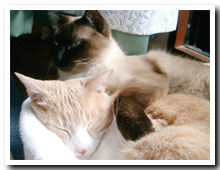 cats