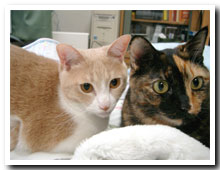 cats