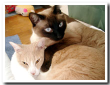 cats