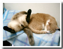 cats