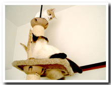 cats