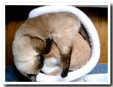 cats
