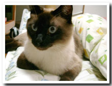 cats
