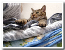 cats