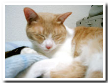 cats